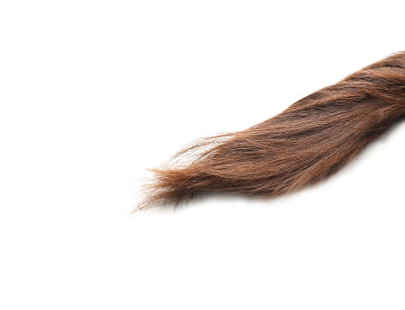 Beautiful long hair on white backgroundの写真素材