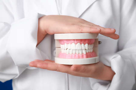 Little dentist with plastic jaw model, closeupの写真素材