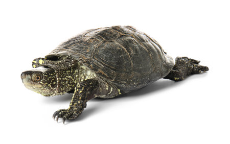 Cute turtle on white backgroundの写真素材