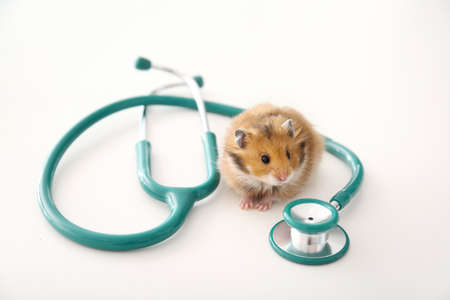 Cute hamster and stethoscope on white backgroundの写真素材