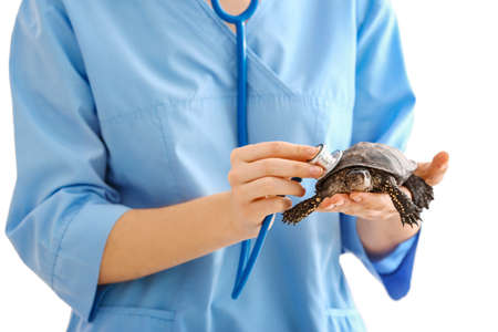 Veterinarian examining cute turtle on white backgroundの写真素材