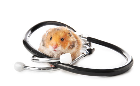 Cute hamster and stethoscope on white backgroundの写真素材