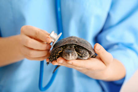 Veterinarian examining cute turtle in clinic closeupの写真素材