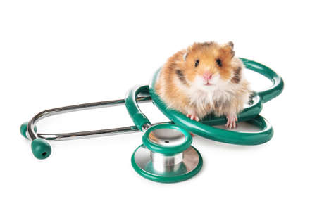 Cute hamster and stethoscope on white backgroundの写真素材
