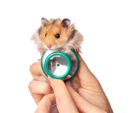 Veterinarian with cute hamster on white backgroundの写真素材