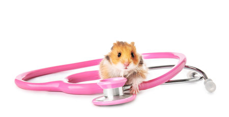 Cute hamster and stethoscope on white backgroundの写真素材