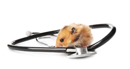 Cute hamster and stethoscope on white backgroundの写真素材