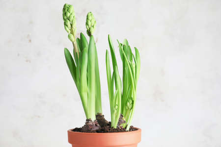Hyacinth plant in pot on light backgroundの写真素材
