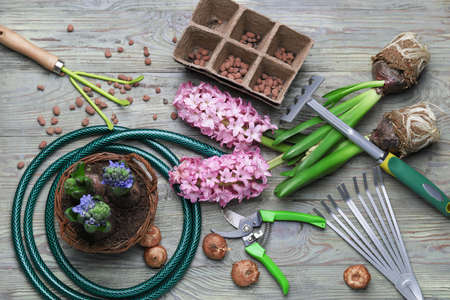 Hyacinth plants and gardening tools on wooden tableの写真素材