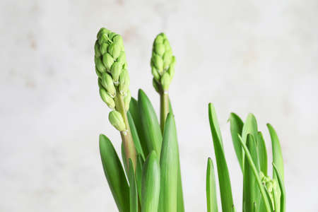 Hyacinth plant on light backgroundの写真素材