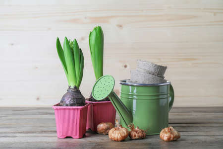 Hyacinth plants and gardening tools on wooden tableの写真素材
