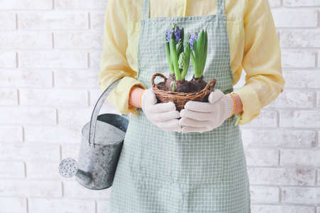 Gardener with hyacinth plants on light backgroundの写真素材