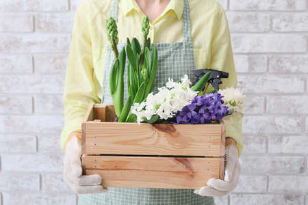 Gardener holding crate with hyacinth plants on light backgroundの写真素材