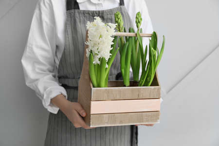 Gardener with hyacinth plants on gray backgroundの写真素材