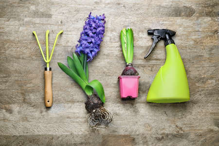 Hyacinth plants and gardening tools on wooden tableの写真素材