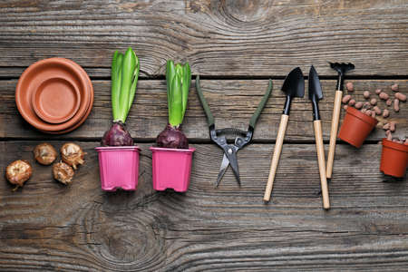 Hyacinth plants and gardening tools on wooden tableの写真素材