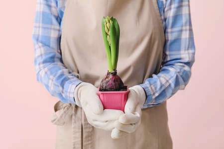 Gardener with hyacinth plant on color backgroundの写真素材