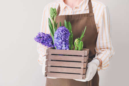 Gardener holding crate with hyacinth plants on light backgroundの写真素材