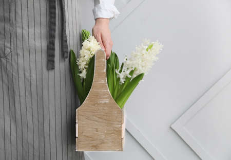 Gardener with hyacinth plants on gray backgroundの写真素材