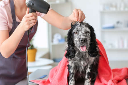 Female groomer drying dog's hair after washing in salonの写真素材