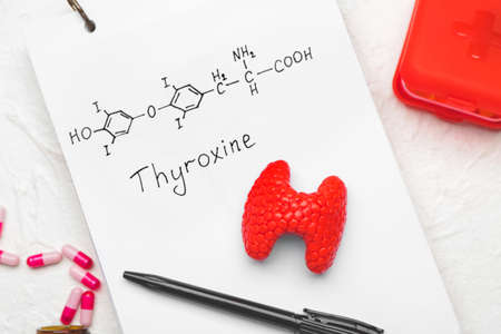 Notebook with chemical formula of thyroxine, model of thyroid gland and pills on white backgroundの写真素材