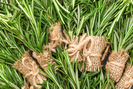 Fresh green rosemary as backgroundの写真素材