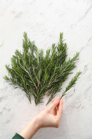 Female hand with rosemary on white background