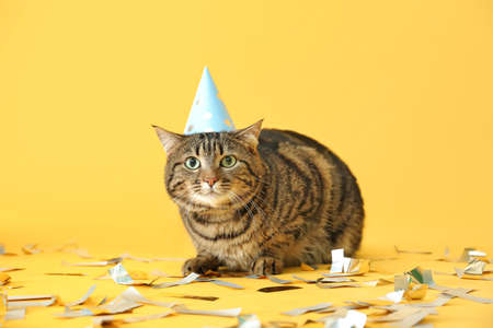 Cute cat in party hat and confetti on color backgroundの写真素材