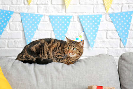 Cute cat celebrating Birthday at homeの写真素材
