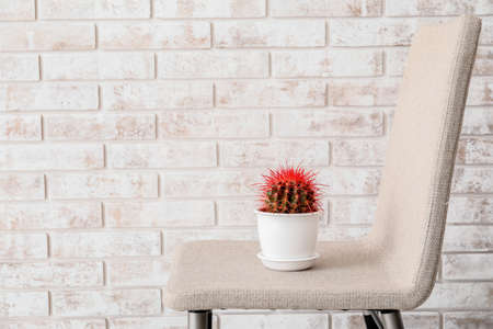 Cactus on chair near brick wall. Hemorrhoids conceptの写真素材