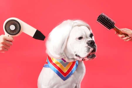 Female groomers taking care of cute dog on color background