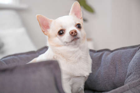Cute dog in pet bed at homeの写真素材