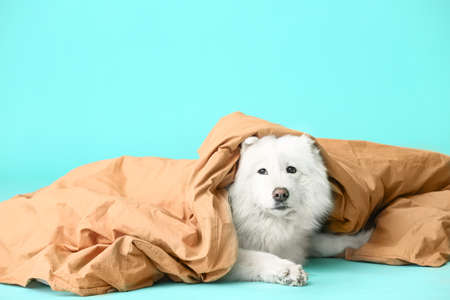 Cute samoyed dog with plaid on color backgroundの写真素材