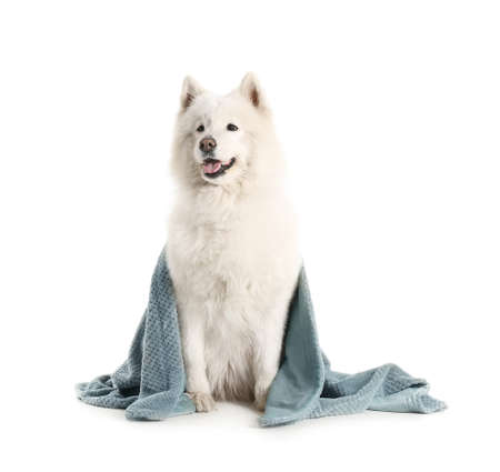 Cute samoyed dog with plaid on white backgroundの写真素材