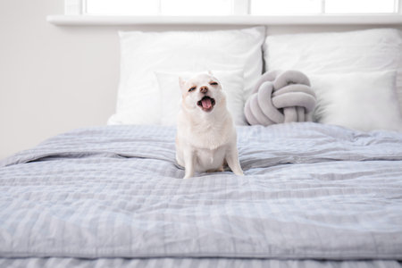 Cute small dog on bed at homeの写真素材