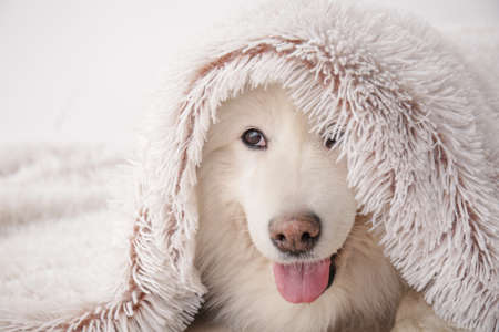 Cute samoyed dog with plaid at homeの写真素材