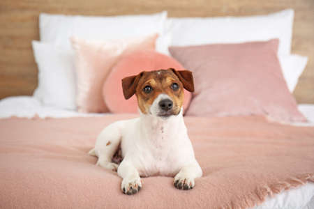 Cute dog on bed in roomの写真素材
