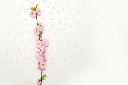 Beautiful blossoming branch and petals on white background