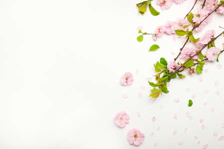 Beautiful blossoming branches and petals on white background