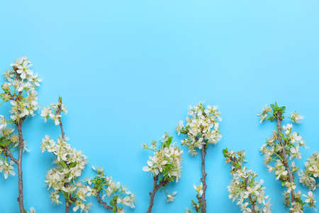 Beautiful blossoming branches on color background