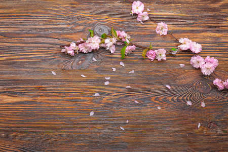 Beautiful blossoming branches on wooden backgroundの写真素材