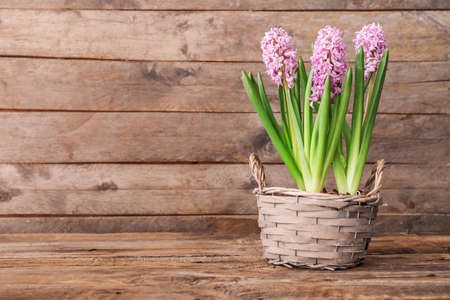 Basket with beautiful hyacinth flowers on wooden backgroundの写真素材