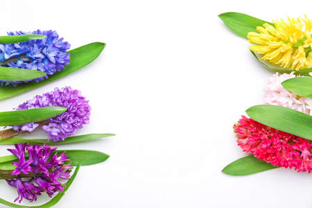 Beautiful hyacinth flowers on white backgroundの写真素材