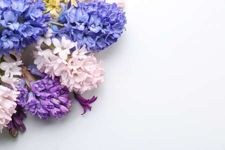 Beautiful hyacinth flowers on white backgroundの写真素材