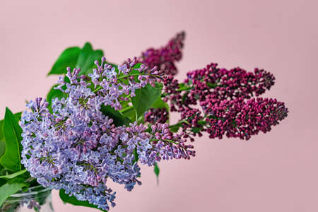 Beautiful lilac flowers on color backgroundの写真素材