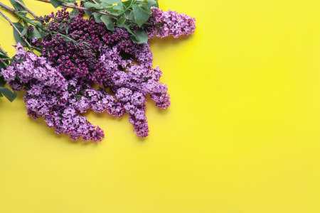 Beautiful lilac flowers on color backgroundの写真素材