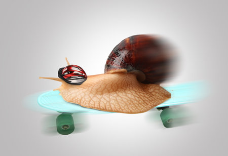 Giant Achatina snail riding on skateboard against gray backgroundの写真素材