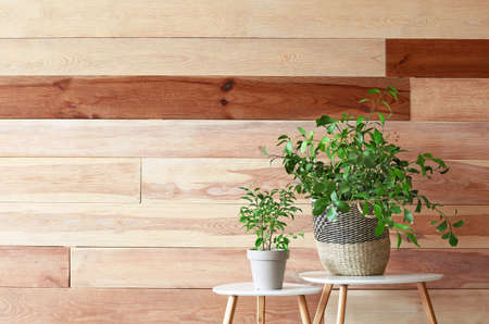 Green houseplants on tables against wooden backgroundの写真素材