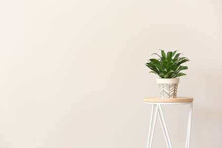 Green houseplant on table against light backgroundの写真素材