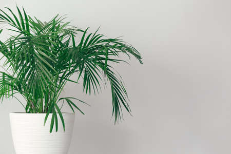 Green houseplant on light backgroundの写真素材